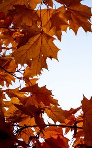 Preview wallpaper maple, leaves, branches, autumn, yellow, brown