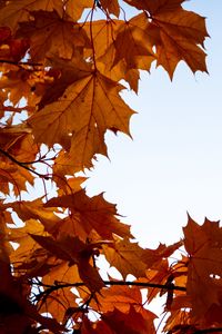 Preview wallpaper maple, leaves, branches, autumn, yellow, brown