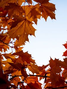 Preview wallpaper maple, leaves, branches, autumn, yellow, brown