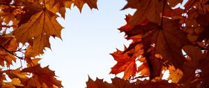 Preview wallpaper maple, leaves, branches, autumn, yellow, brown