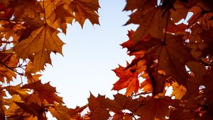 Preview wallpaper maple, leaves, branches, autumn, yellow, brown