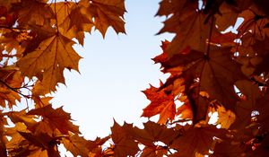 Preview wallpaper maple, leaves, branches, autumn, yellow, brown
