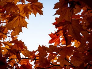 Preview wallpaper maple, leaves, branches, autumn, yellow, brown