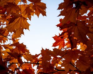 Preview wallpaper maple, leaves, branches, autumn, yellow, brown