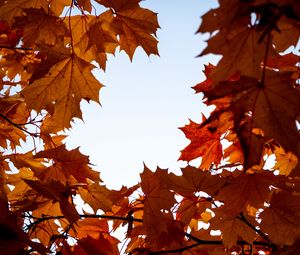 Preview wallpaper maple, leaves, branches, autumn, yellow, brown