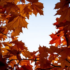 Preview wallpaper maple, leaves, branches, autumn, yellow, brown