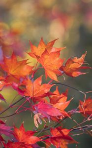 Preview wallpaper maple, leaves, branches, macro, autumn, red