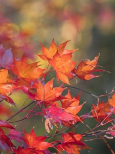 Preview wallpaper maple, leaves, branches, macro, autumn, red