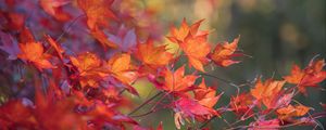 Preview wallpaper maple, leaves, branches, macro, autumn, red