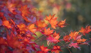 Preview wallpaper maple, leaves, branches, macro, autumn, red