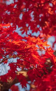 Preview wallpaper maple, leaves, branches, red, autumn