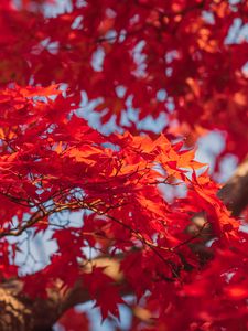 Preview wallpaper maple, leaves, branches, red, autumn