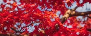 Preview wallpaper maple, leaves, branches, red, autumn