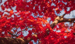 Preview wallpaper maple, leaves, branches, red, autumn