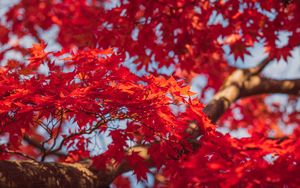 Preview wallpaper maple, leaves, branches, red, autumn