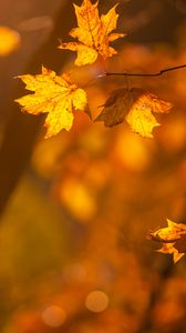 Preview wallpaper maple, leaves, branches, autumn, macro, yellow