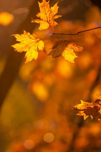Preview wallpaper maple, leaves, branches, autumn, macro, yellow