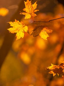 Preview wallpaper maple, leaves, branches, autumn, macro, yellow