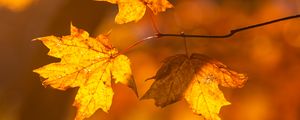 Preview wallpaper maple, leaves, branches, autumn, macro, yellow