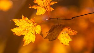 Preview wallpaper maple, leaves, branches, autumn, macro, yellow