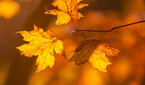 Preview wallpaper maple, leaves, branches, autumn, macro, yellow