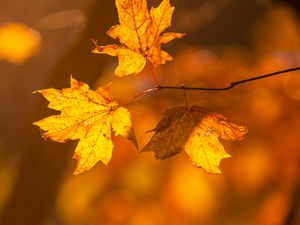 Preview wallpaper maple, leaves, branches, autumn, macro, yellow