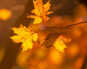Preview wallpaper maple, leaves, branches, autumn, macro, yellow