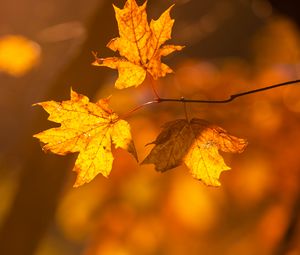 Preview wallpaper maple, leaves, branches, autumn, macro, yellow
