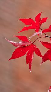 Preview wallpaper maple, leaves, branches, macro, red, autumn