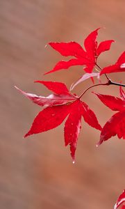 Preview wallpaper maple, leaves, branches, macro, red, autumn