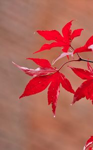 Preview wallpaper maple, leaves, branches, macro, red, autumn