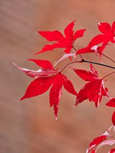 Preview wallpaper maple, leaves, branches, macro, red, autumn