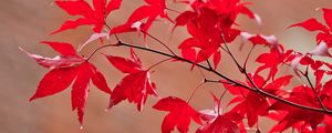 Preview wallpaper maple, leaves, branches, macro, red, autumn