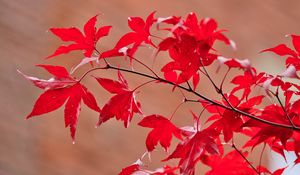Preview wallpaper maple, leaves, branches, macro, red, autumn