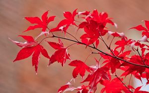 Preview wallpaper maple, leaves, branches, macro, red, autumn