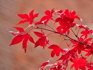 Preview wallpaper maple, leaves, branches, macro, red, autumn