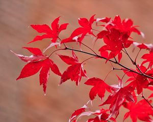 Preview wallpaper maple, leaves, branches, macro, red, autumn