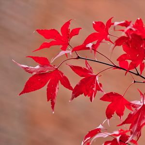 Preview wallpaper maple, leaves, branches, macro, red, autumn