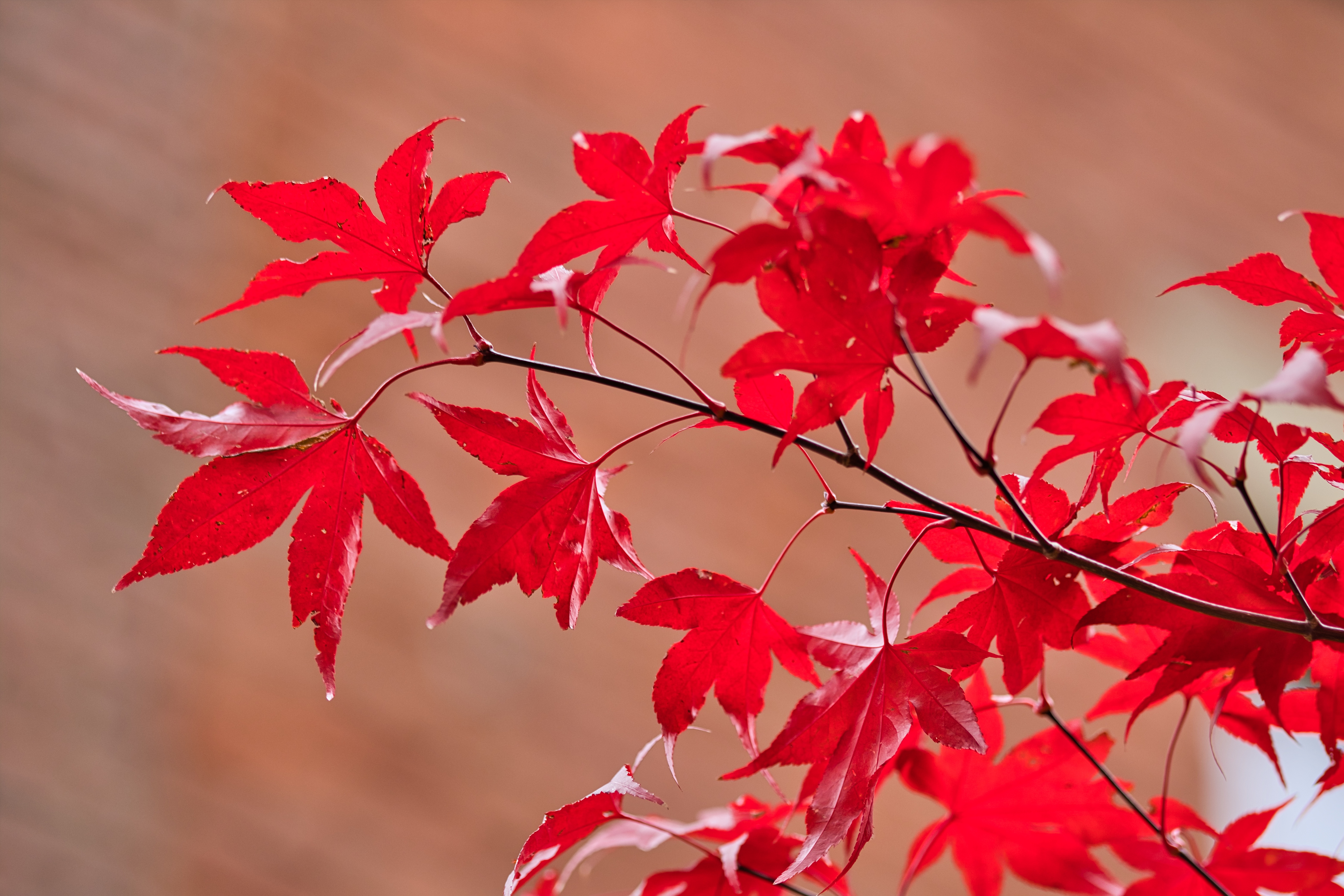 Ветка с красными листьями