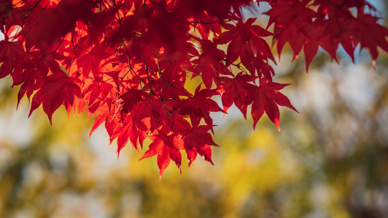 Wallpaper maple, leaves, branches, autumn, macro, red