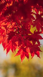 Preview wallpaper maple, leaves, branches, autumn, macro, red