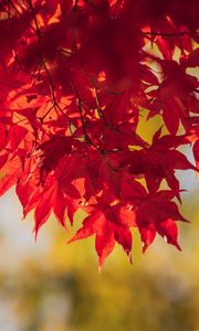 Preview wallpaper maple, leaves, branches, autumn, macro, red