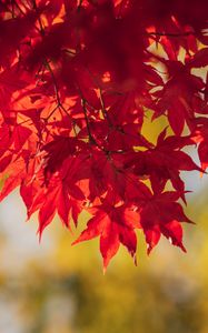 Preview wallpaper maple, leaves, branches, autumn, macro, red