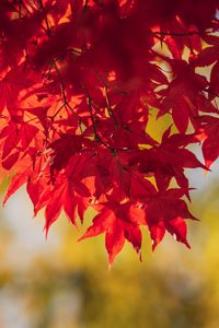 Preview wallpaper maple, leaves, branches, autumn, macro, red