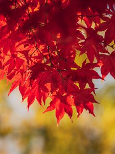 Preview wallpaper maple, leaves, branches, autumn, macro, red