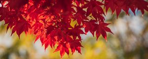 Preview wallpaper maple, leaves, branches, autumn, macro, red