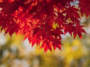 Preview wallpaper maple, leaves, branches, autumn, macro, red