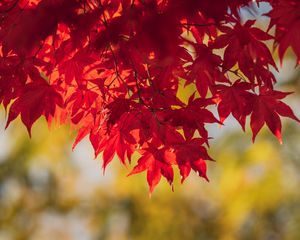 Preview wallpaper maple, leaves, branches, autumn, macro, red