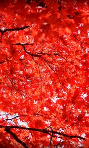 Preview wallpaper maple, leaves, branches, nature, red