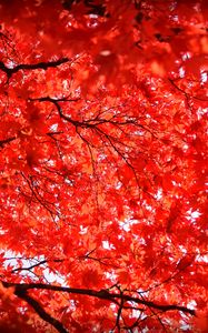 Preview wallpaper maple, leaves, branches, nature, red